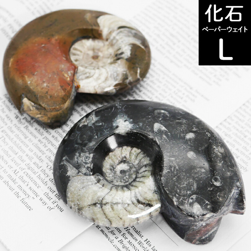 楽天市場】Lサイズ 【化石ペーパーウェイト】アンモナイト 大理石 文鎮