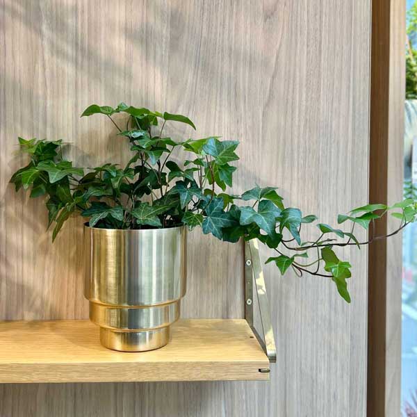 楽天市場】CLOVER(クローバー) アルミプランター ゴールド Φ11 3号鉢