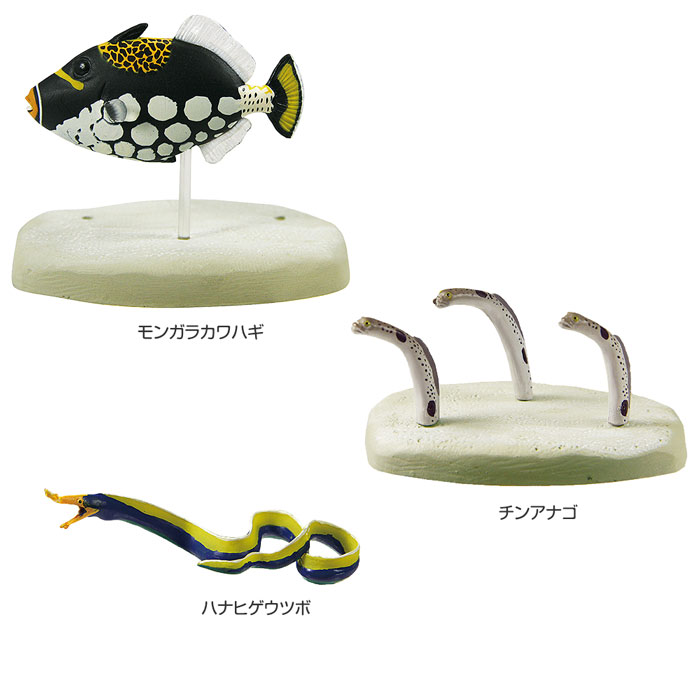 楽天市場】魚 リアル フィギュア 立体図鑑コーラルリーフフィッシュ