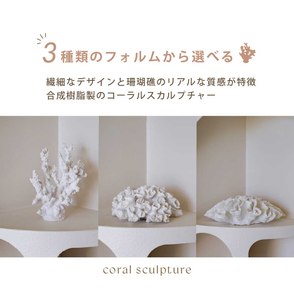 楽天市場】【限定入荷】Coast to Coast オーストラリア直輸入 サンゴ