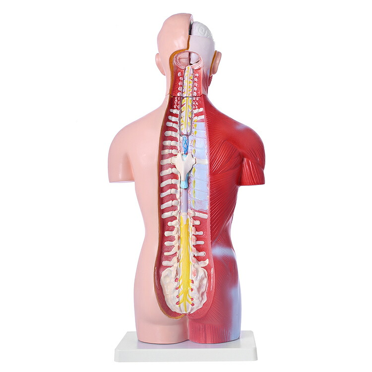 楽天市場】人体模型GX-207お腹と背中が見える内臓模型高さ45cmユニ