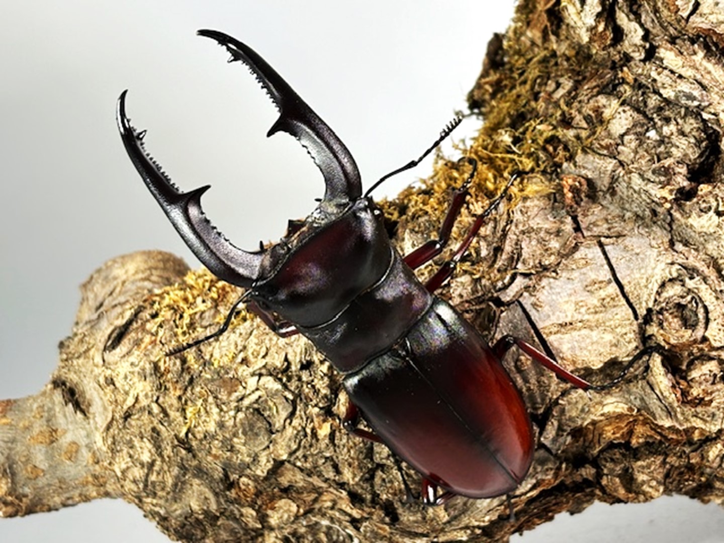 PSA10 マンディブラリスフタマタクワガタ ハイパーレア アダー完結編