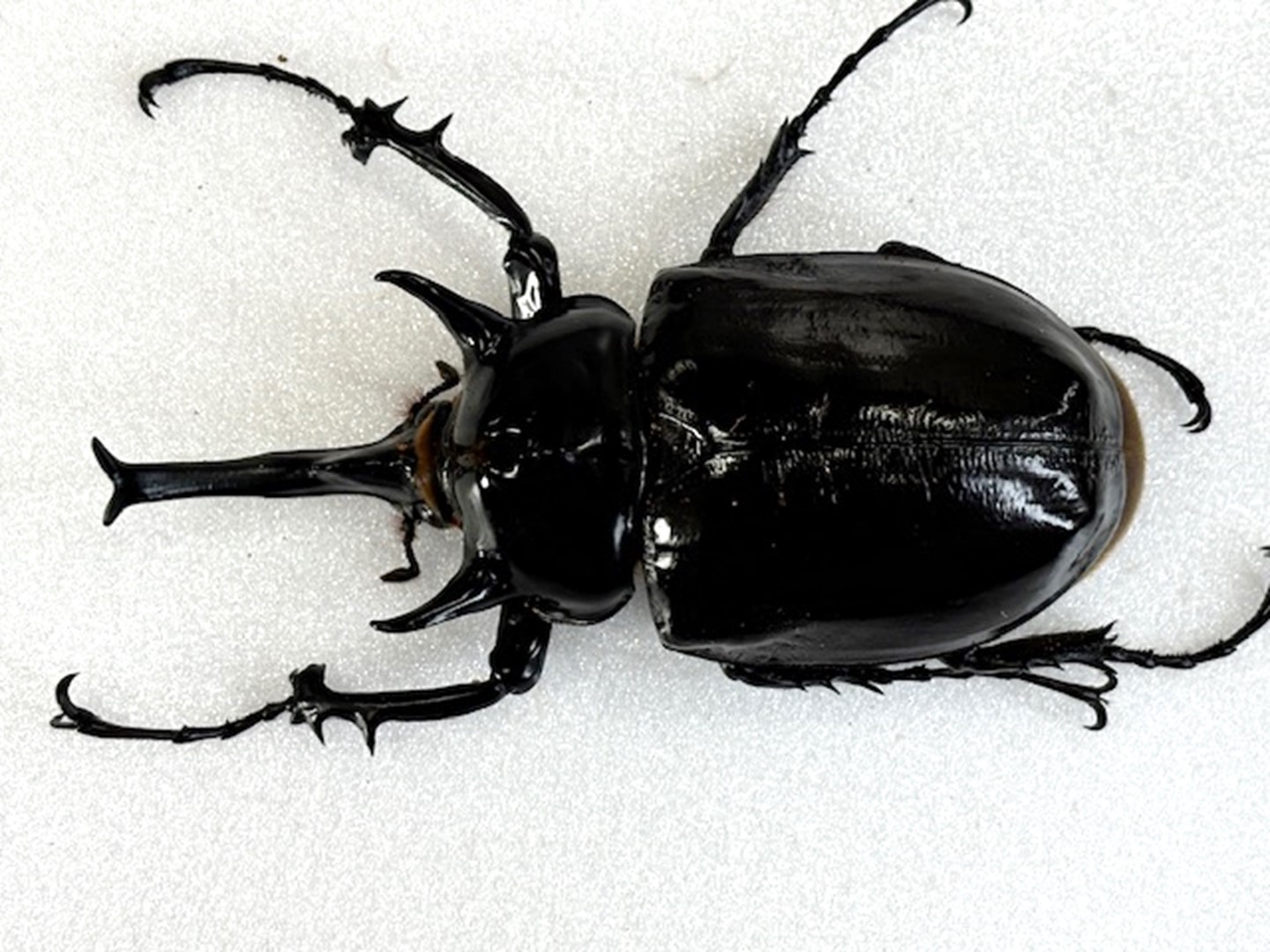 楽天市場】メガソマ最大種！【DDA】マルスゾウカブト 成虫 ♂100