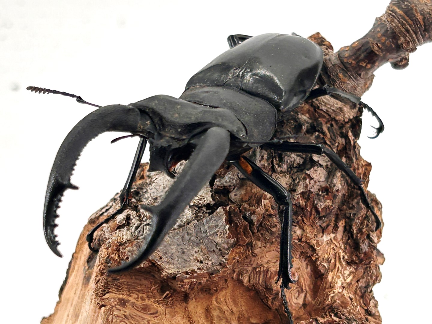 楽天市場】インドネシア便/天然個体【DDA】リノケロスフタマタ 成虫 WD