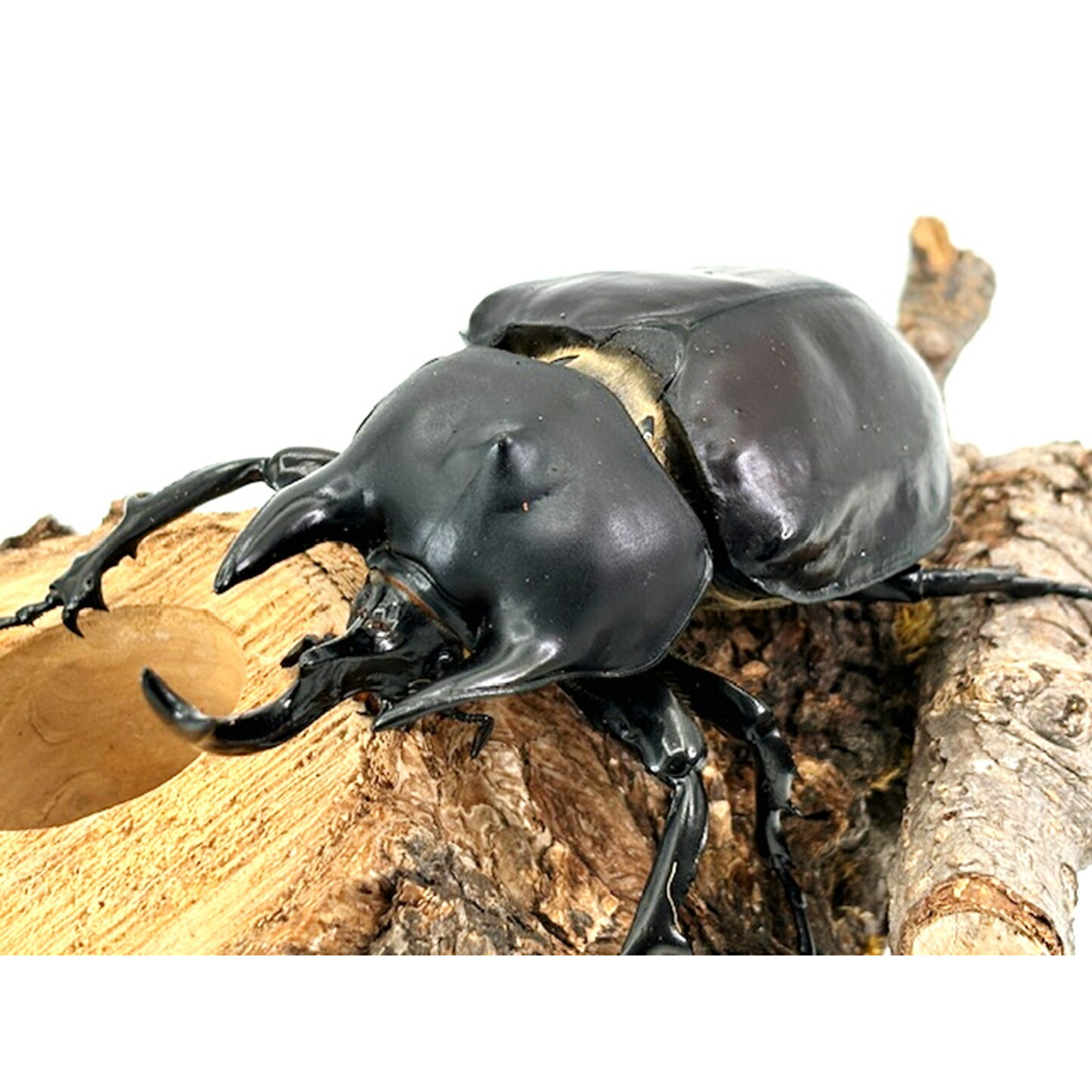 楽天市場】最重量BIG！【DDA】レックスゾウカブト(アクティオン) 成虫