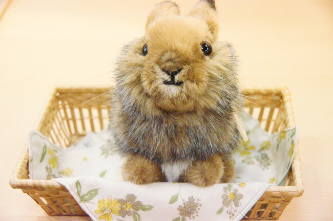 楽天市場】Kosen ケーセン ドイツ製 ぬいぐるみ 野うさぎのこ（ ギフト