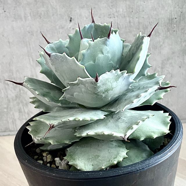 楽天市場】agave isthmensis /アガベ カブトガニ 【観葉植物】【多肉