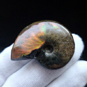 楽天市場】【送料無料】【虹色/アンモナイト/化石】 美品 アンモナイト