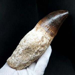 楽天市場】【送料無料】【モササウルス/化石/歯/恐竜】特大 歯根付き