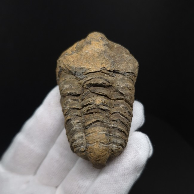 楽天市場】三葉虫 化石（ホビー）の通販