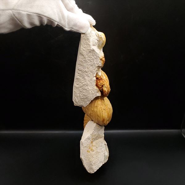 楽天市場】【送料無料】【アンモナイト/化石/】希少 異常巻き