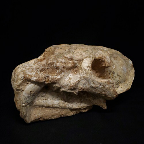 楽天市場】【送料無料】【サーベルタイガー/化石/頭/恐竜】博物館級