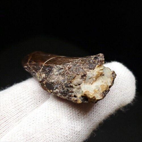 楽天市場】【送料無料】【アベリサウルス科/歯/化石/恐竜