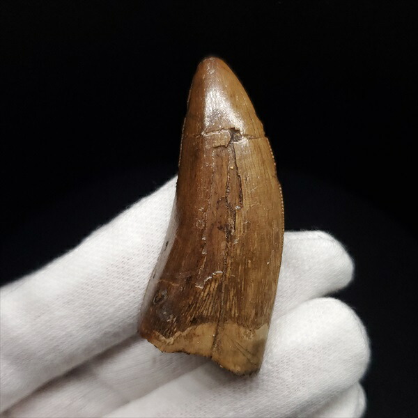 楽天市場】【送料無料】【アベリサウルス/歯/化石/恐竜】極上