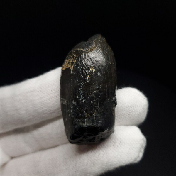 楽天市場】【送料無料】【ジョバリア /歯/化石/恐竜】 極上 ジョバリア