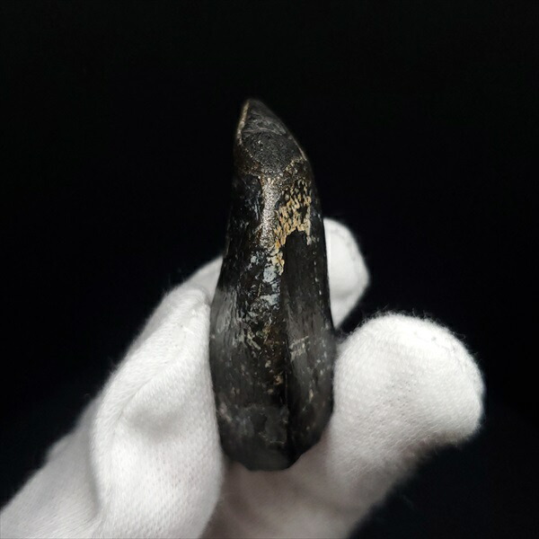 楽天市場】【送料無料】【ジョバリア /歯/化石/恐竜】 極上 ジョバリア