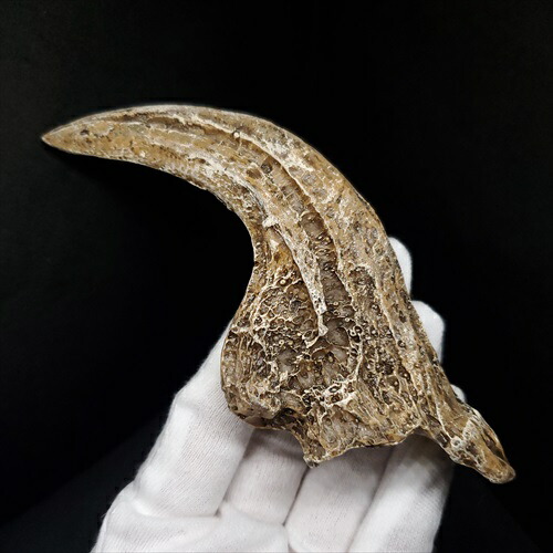 楽天市場】【送料無料】【アロサウルス /恐竜/化石】 アロサウルス 爪