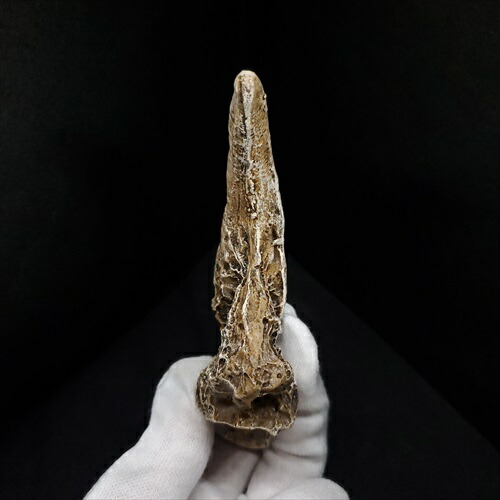 楽天市場】【送料無料】【アロサウルス /恐竜/化石】 アロサウルス 爪