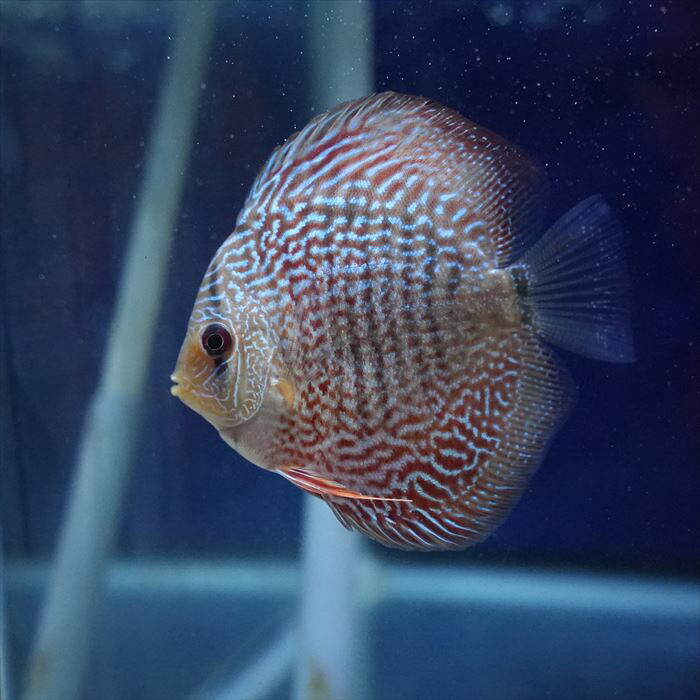 楽天市場】レッドスポットスネーク・ディスカス 8cm(5004番/水槽番号