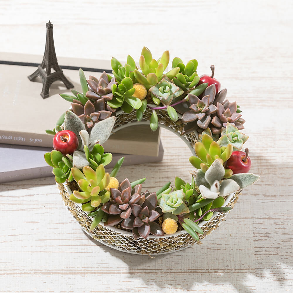 楽天市場】【多肉植物】寄せ植え「フレッシュ・リング」 観葉植物