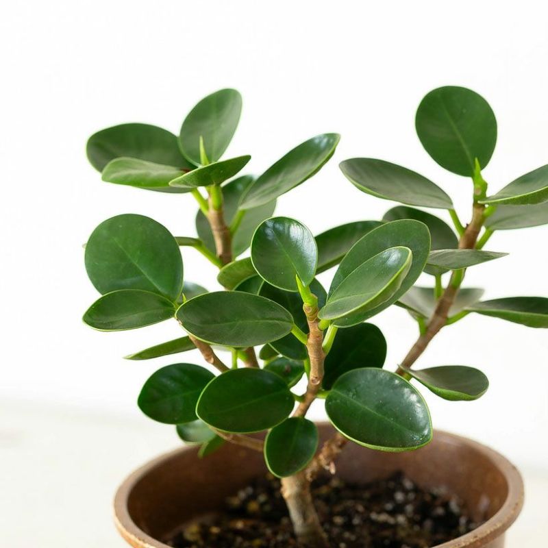 楽天市場】「パンダガジュマル」を環境に配慮したecoポットに植えて