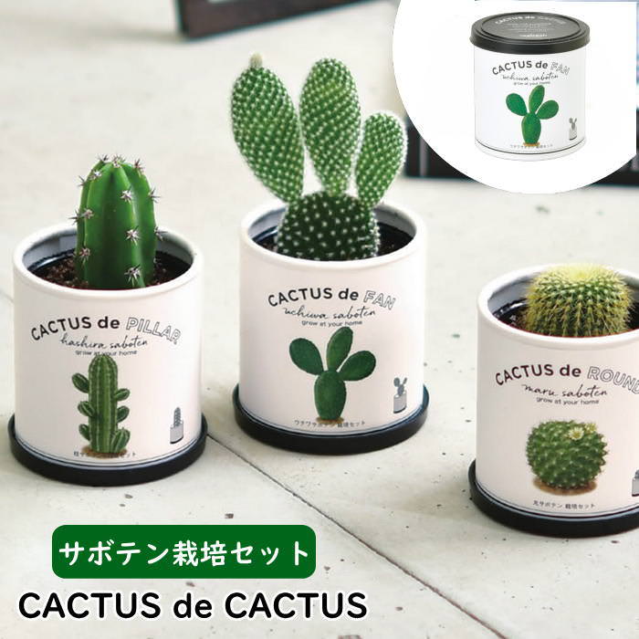 楽天市場】【あす楽】 サボテン 栽培セット CACTUS de CACTUS カクタス