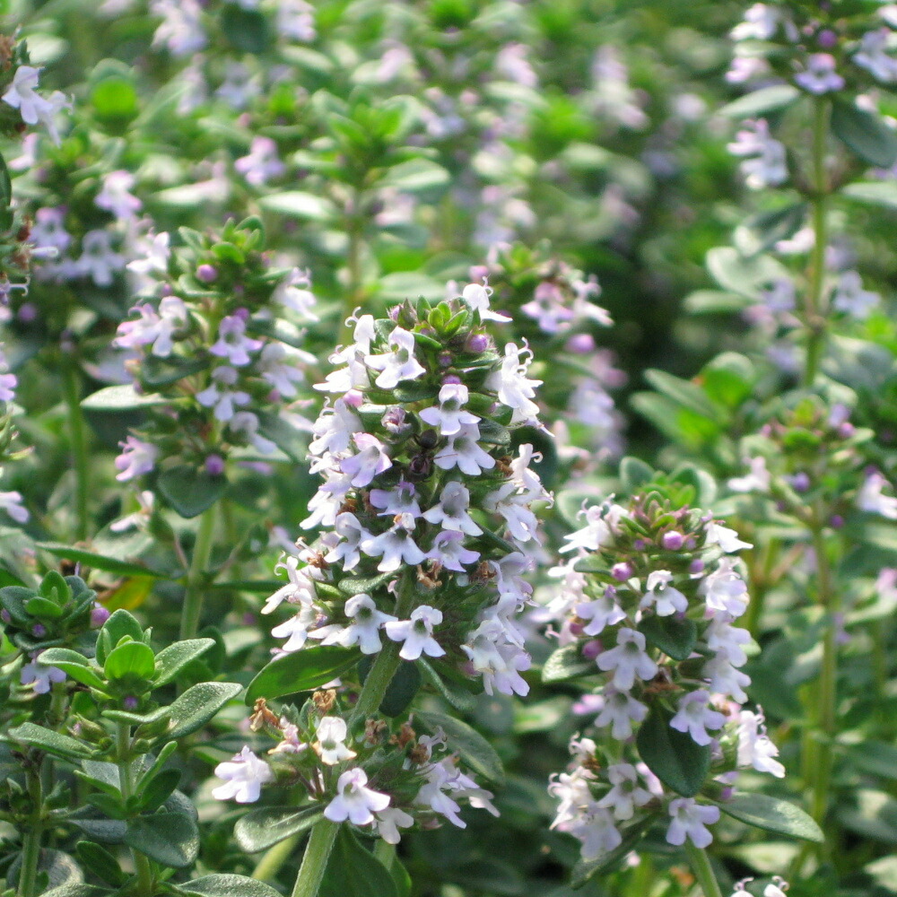 楽天市場】レモンタイム/ハーブの苗 9cmポット : ハーブティー専門店 e