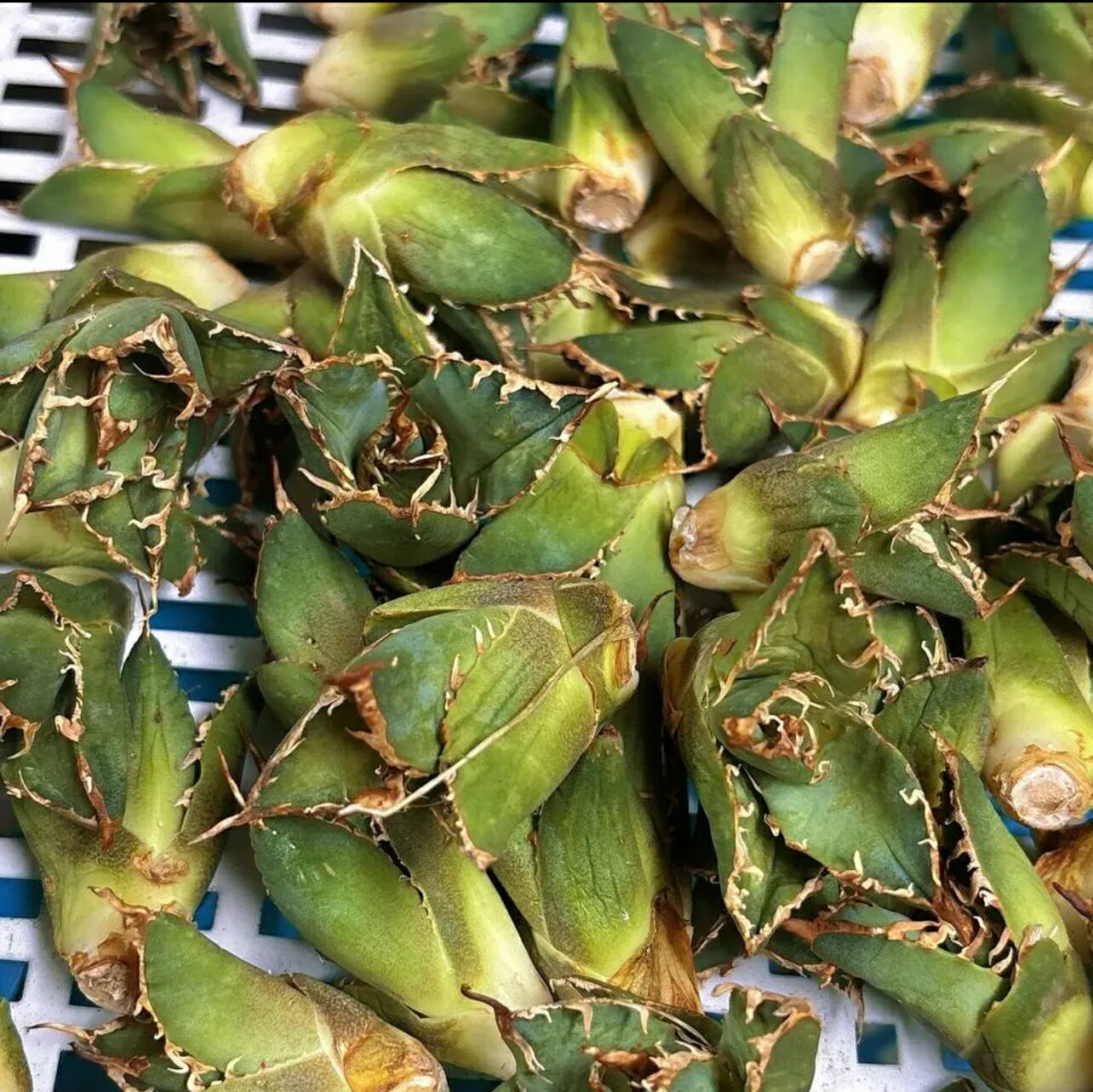 楽天市場】アガベ チタノタ （ HX)黒犀白鯨 スーパーチタノタ 悪魔くん