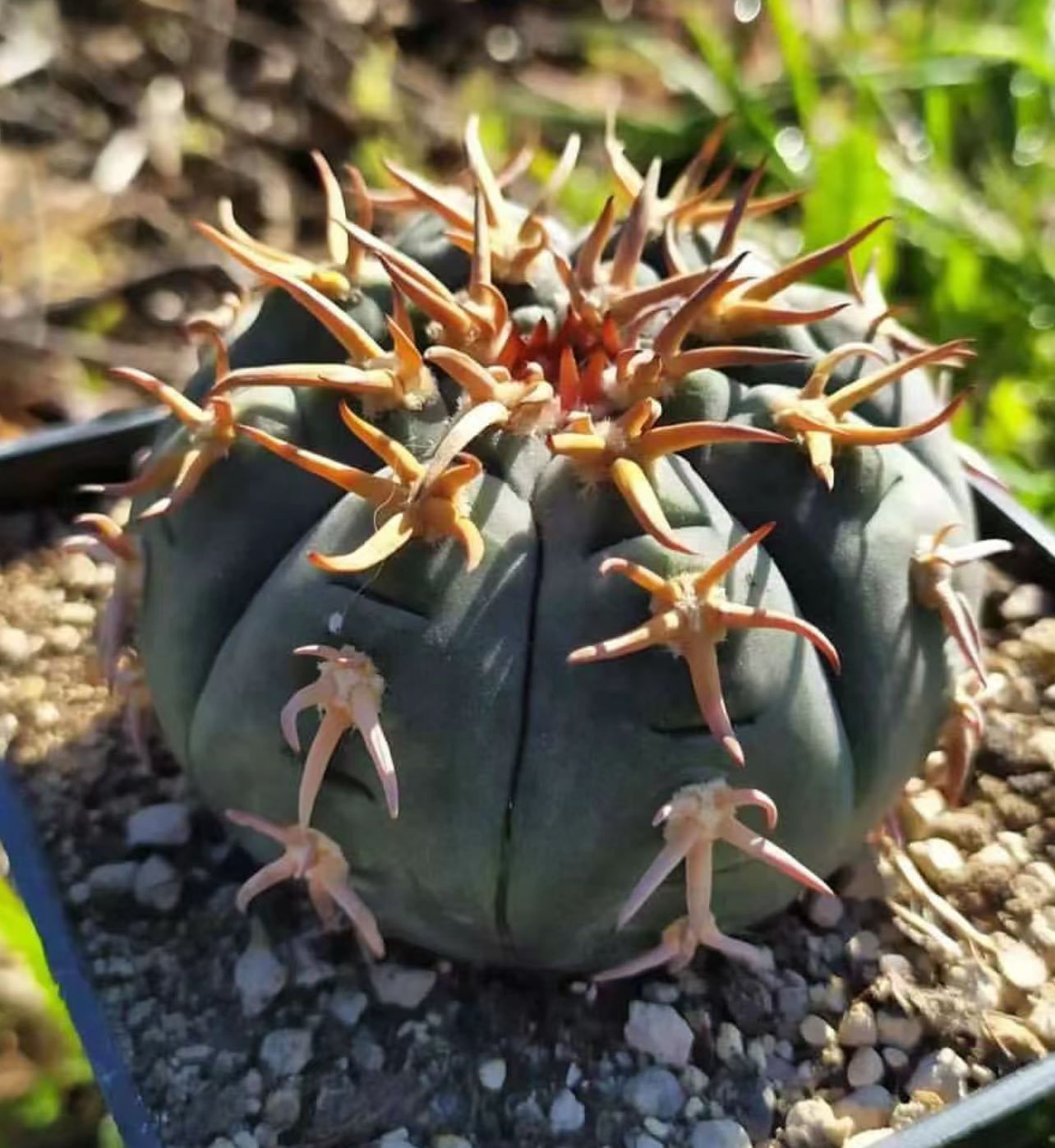 楽天市場】サボテン 黒王丸の通販