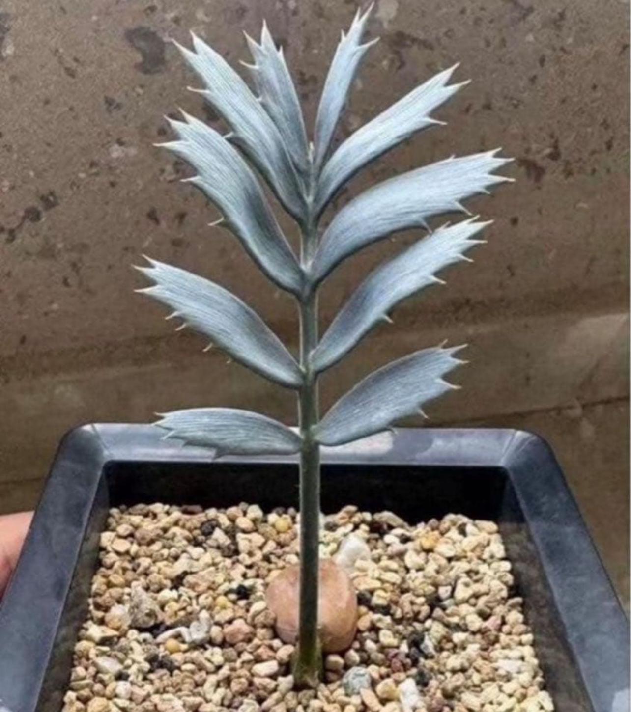 楽天市場】エンセファラルトスの通販