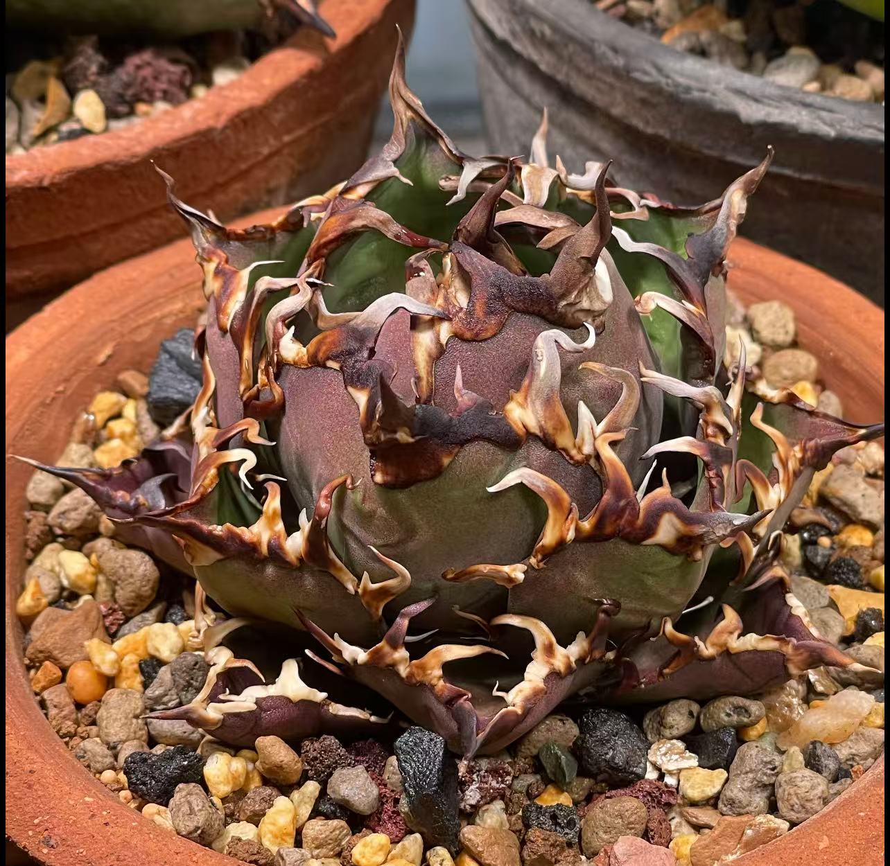 アガベ チタノタ シーザー 大株 アガベ チタノタ シーザー / 凱撒