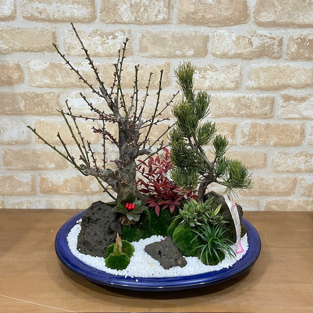 梅 盆栽鉢」の人気商品一覧 | 安い商品を通販サイトから探す - 価格.com