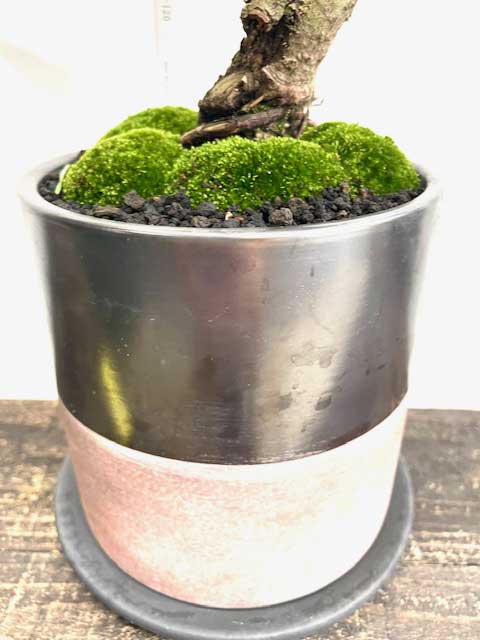 楽天市場】【実物現品限り】盆栽 黒松 鉢植鉢 陶器鉢 父の日 盆栽