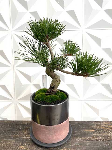 楽天市場】【実物現品限り】盆栽 黒松 鉢植鉢 陶器鉢 父の日 盆栽