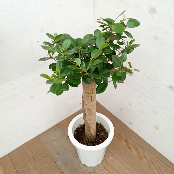 楽天市場】観葉植物/ガジュマル：パンダガジュマル 8号鉢植え** : 園芸