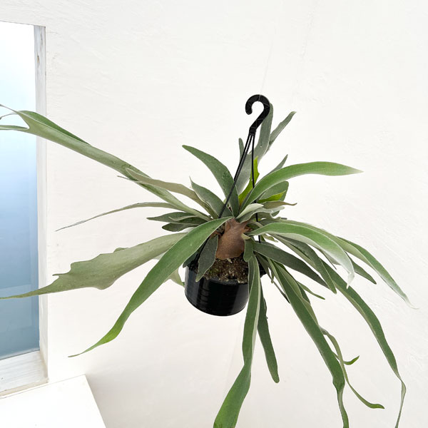 楽天市場】観葉植物/[ザ・ファームセレクト]ビカクシダ（コウモリラン