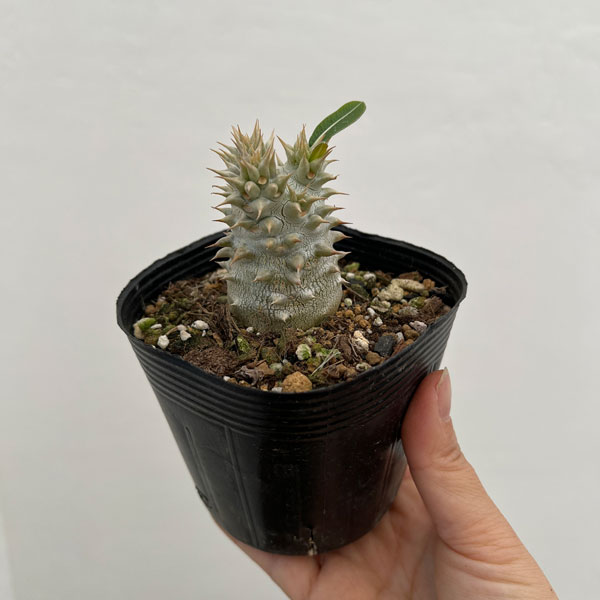 楽天市場】観葉植物/パキポディウム：恵比寿大黒（国内実生株）3.5号