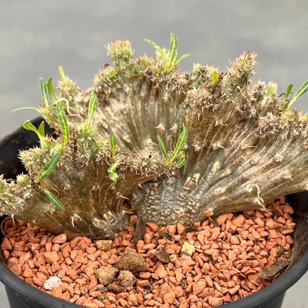 楽天市場】観葉植物/パキポディウム：グラキリス 綴化 3号鉢24-01