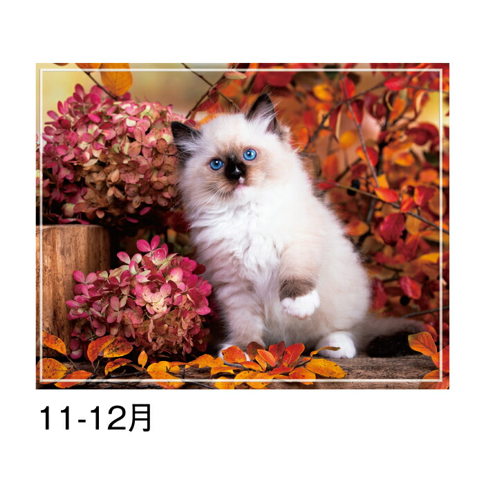 楽天市場】カレンダー 2026年 壁掛け マイスウィーティーキャット