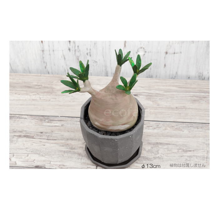 楽天市場】陶器鉢 植木鉢 ミニポット 底穴あり 皿付 粗目十角 黒 φ13cm