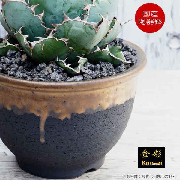 楽天市場】陶器鉢 植木鉢 5.5号フチ 底穴あり 金彩 ブラック おしゃれ