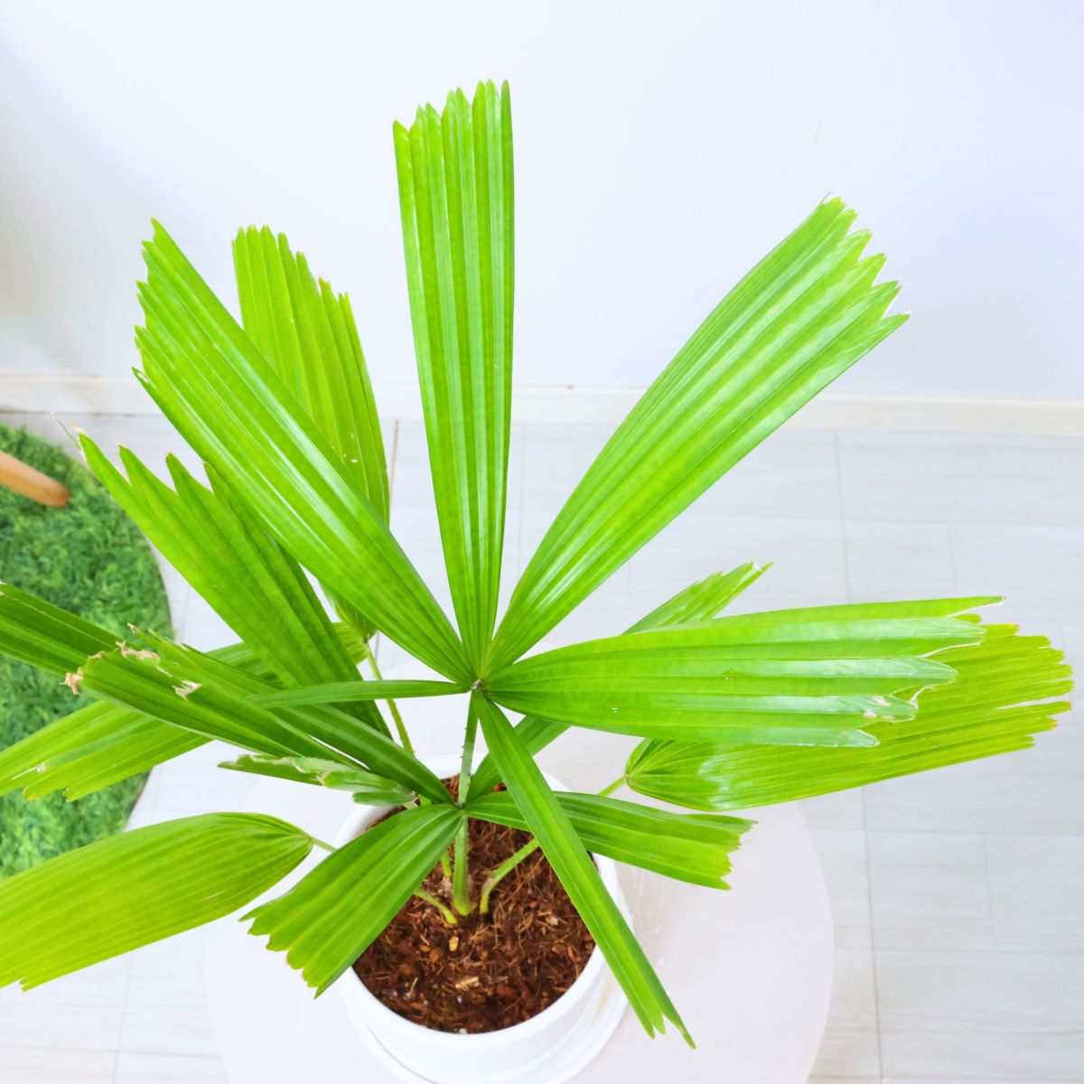 楽天市場】＼ポイント5倍／観葉植物 入手困難 ヤシの木 リクアラ