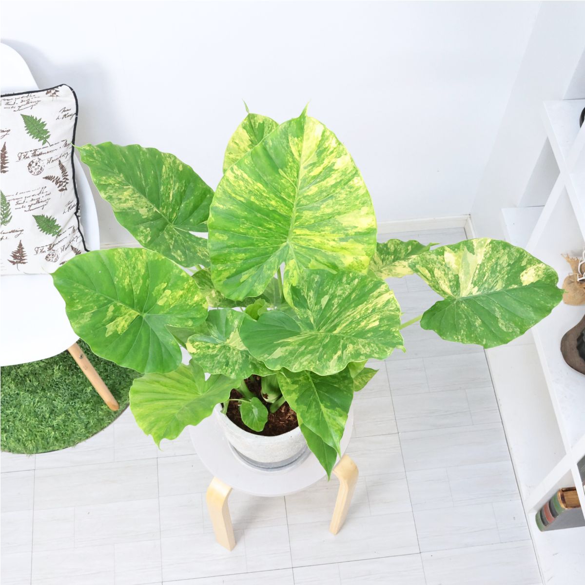 楽天市場】観葉植物 子株付き 黄斑入り クワズイモ カゲアナ 高さ約