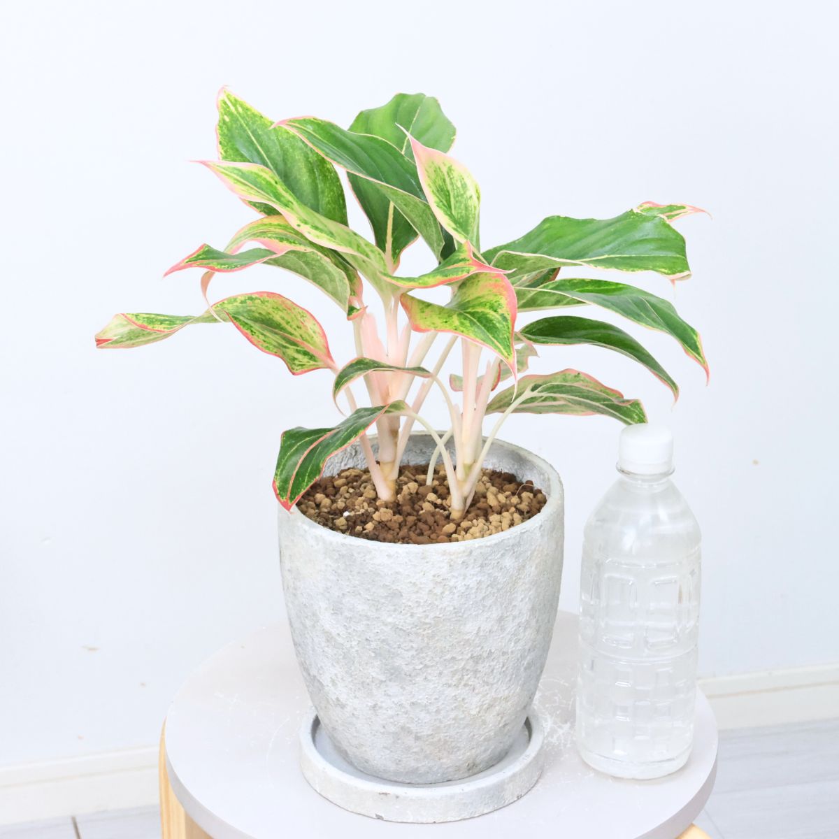 楽天市場】大株 アグラオネマ デーンサイアム 高さ約39cm エッグ