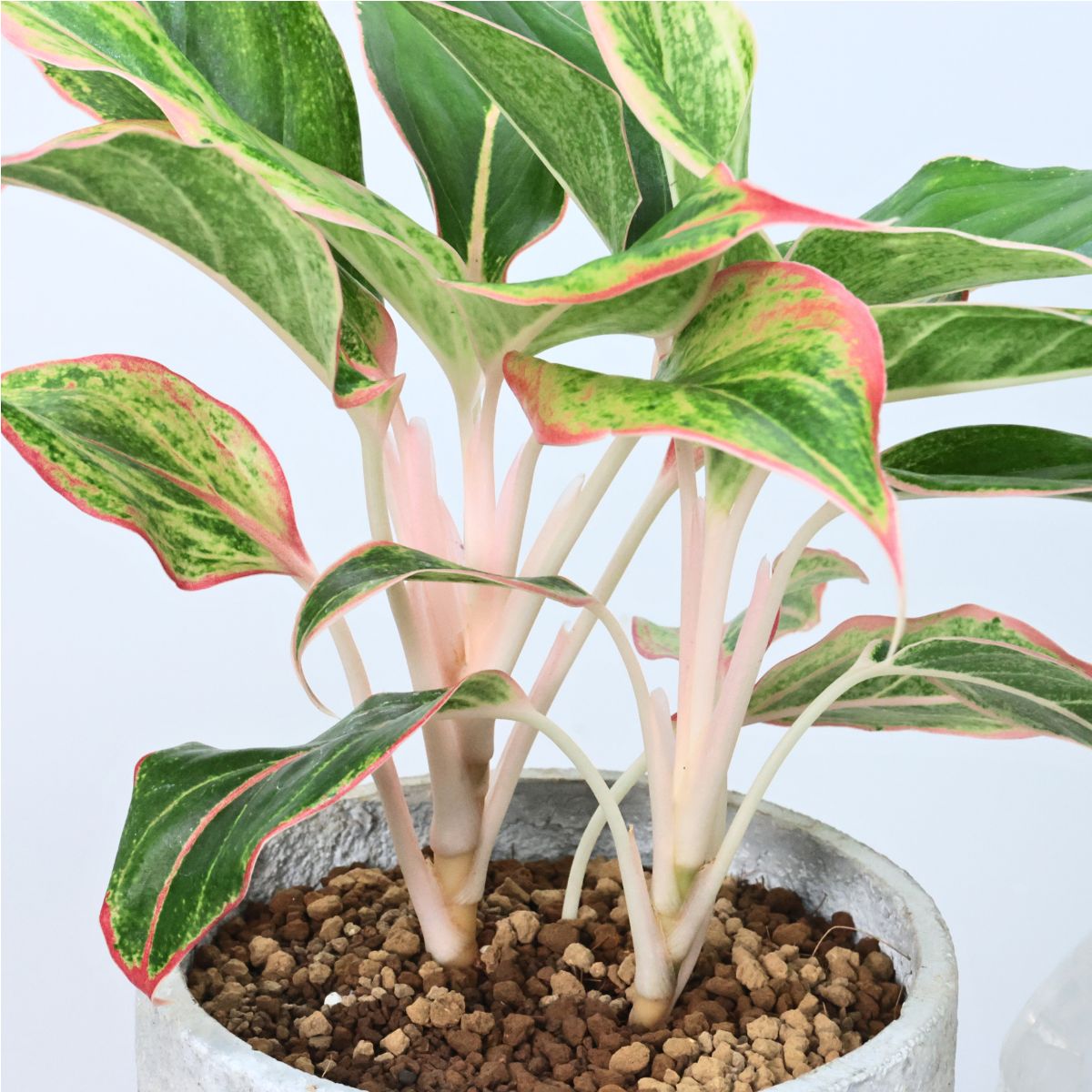 楽天市場】大株 アグラオネマ デーンサイアム 高さ約39cm エッグ