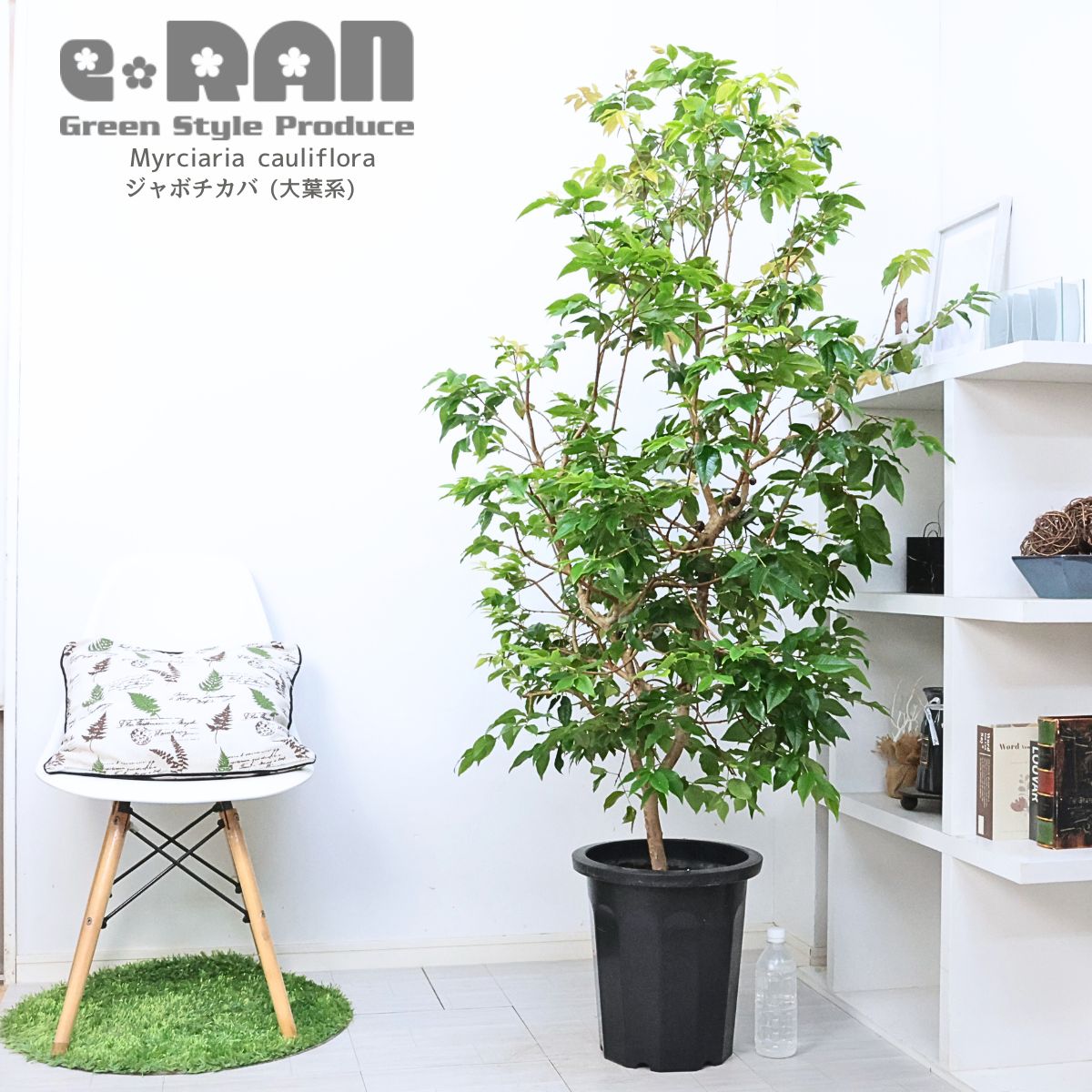 正月特価⑥ジャボチカバ 花芽付 耐寒性フルーツ 大葉四季なり 珍品