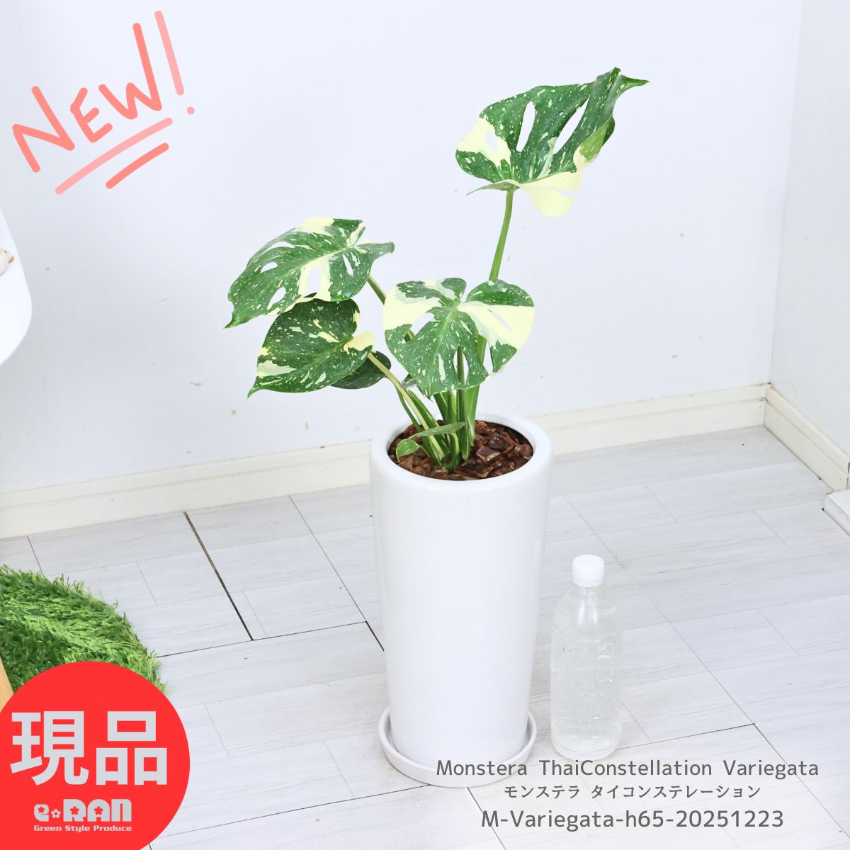 テ*ー様 10株セットms23【特別選抜】モンステラ・タイコンステ