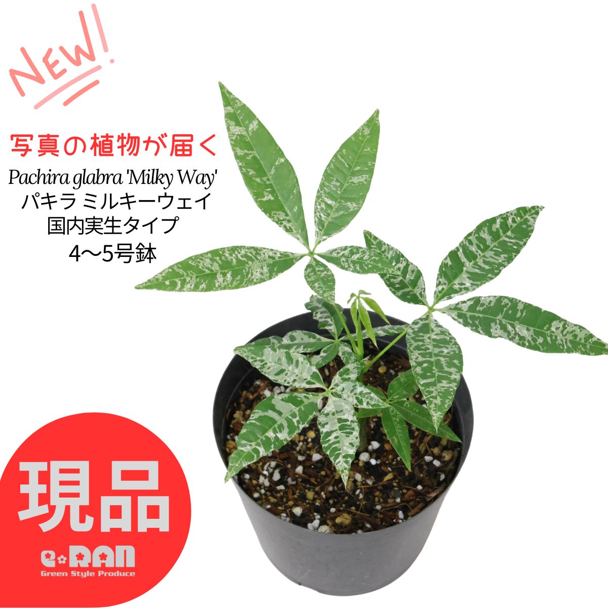 楽天市場】＼ポイント5倍／【選べる現品発送】国内実生株 パキラ