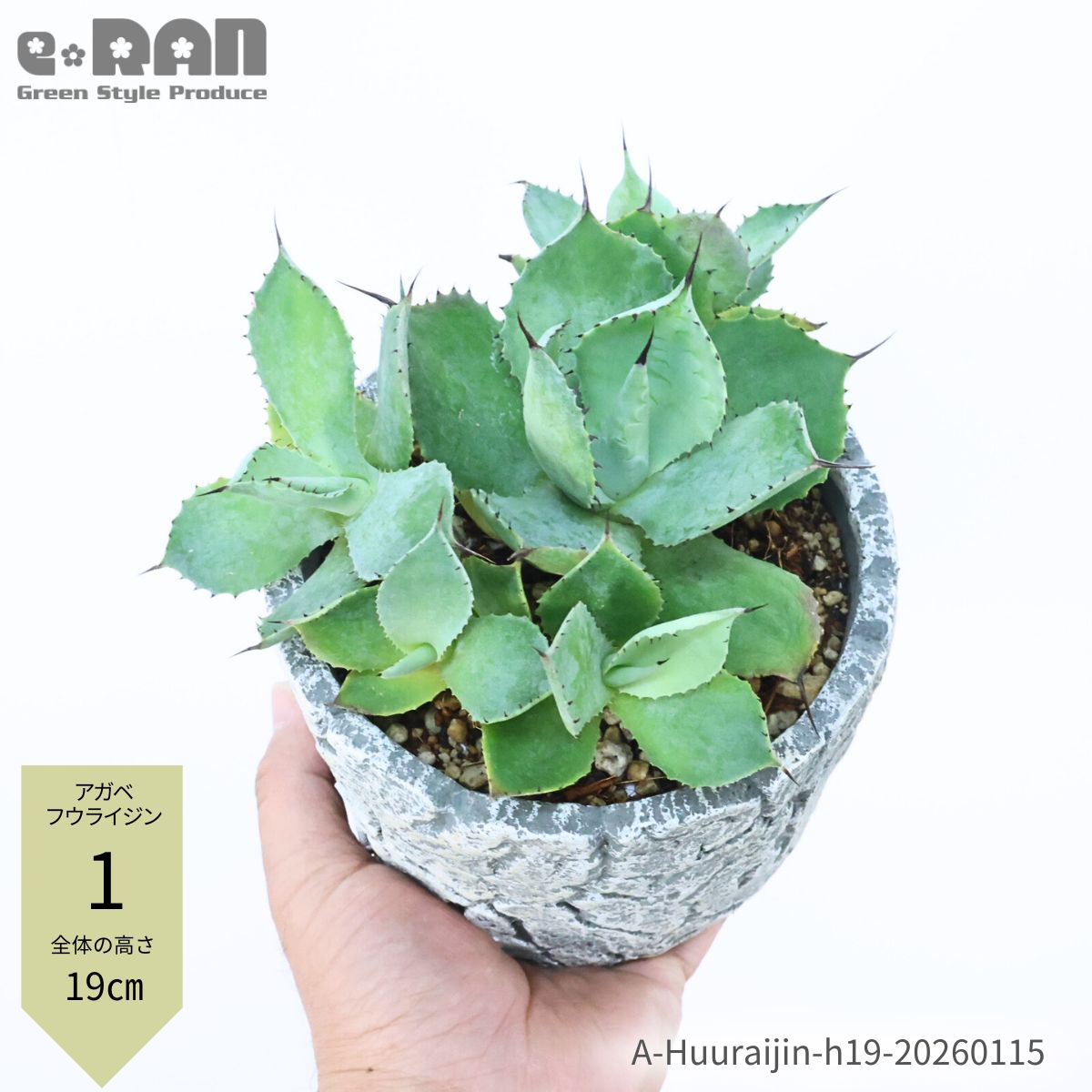 観葉植物 アガベ 5号」の人気商品一覧 | 安い商品を通販サイトから探す