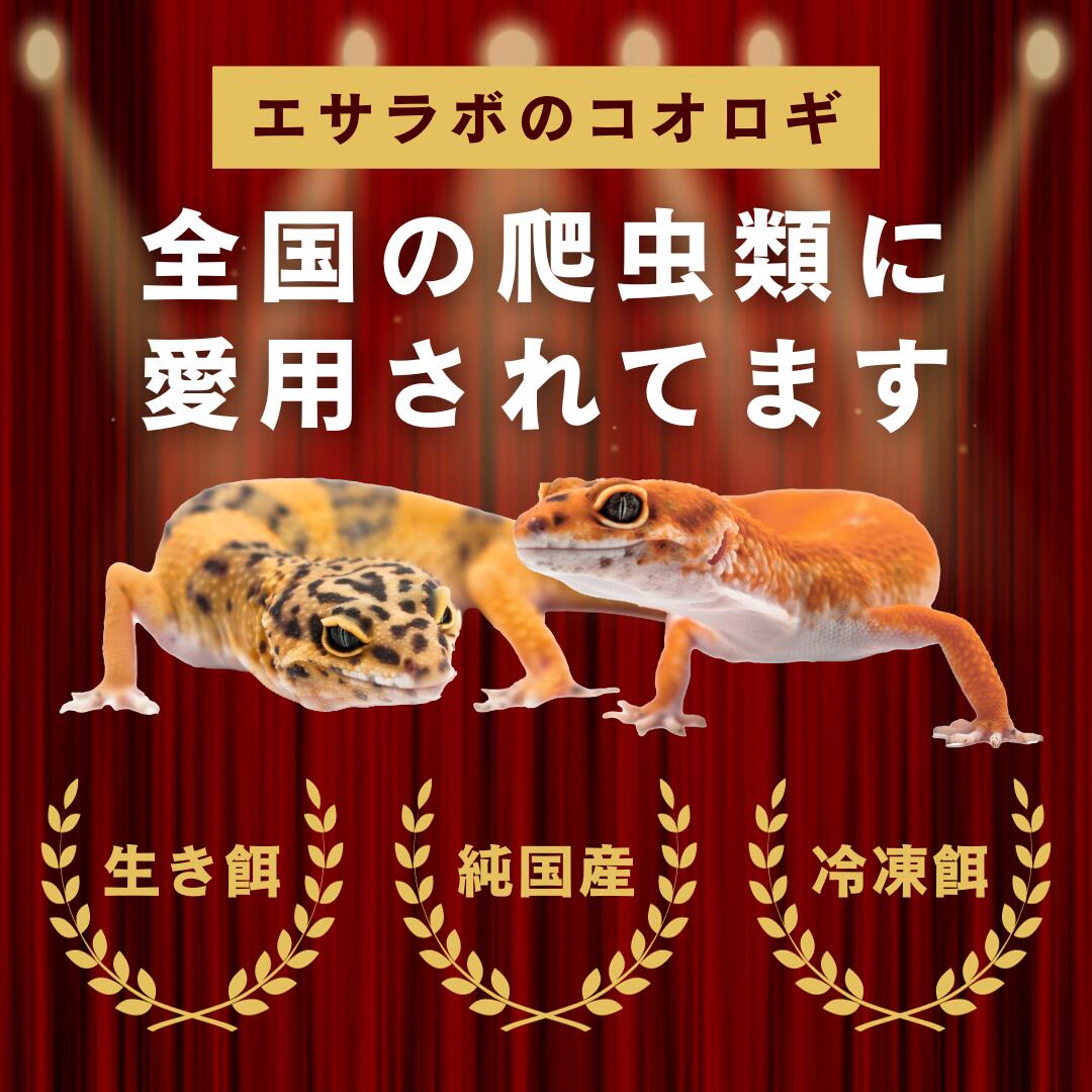 楽天市場】冷凍コオロギ S 20g 40g 100g 送料無料 1cm程 エサラボ 冷凍
